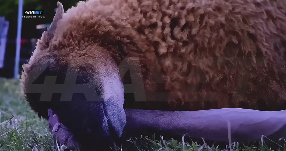 The Sheep Detectives () — screenshot